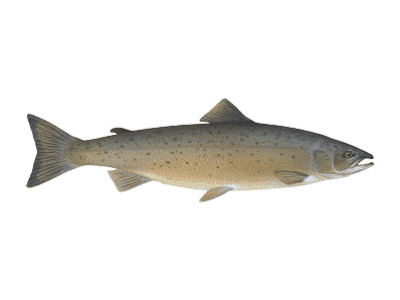 atlantic salmon atlantic salmon
