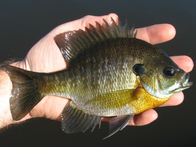 bluegill sunfish