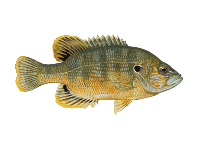 green sunfish