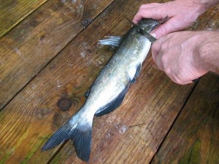 cleaning catfish