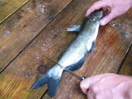 cutting catfish