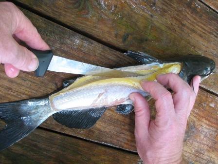 filleting catfish