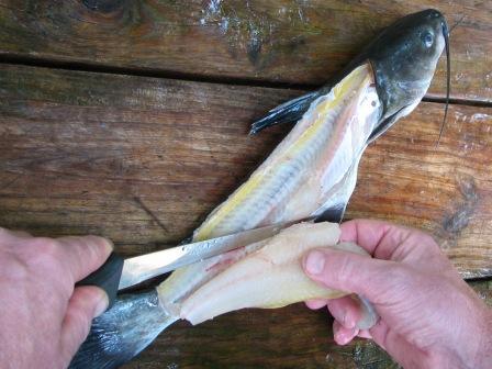 how to fillet catfish