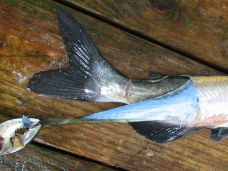 skinning catfish