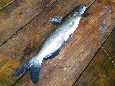 channel catfish