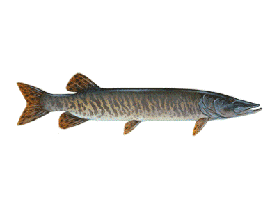 Muskie – Freshwater Fishing News