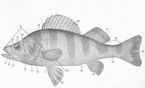 parts of a fish