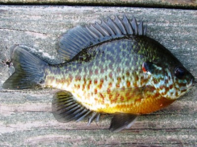 pumpkinseed sunfish