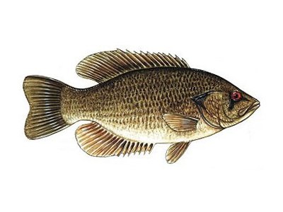 Rock Bass – Freshwater Fishing News