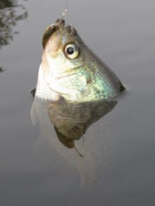 black crappie