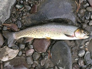 yellowstone cutthroat trout