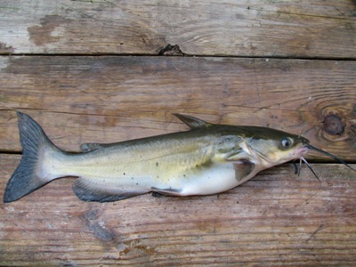 The Virtual Aquarium of Virginia Tech--Catfish