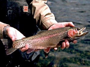 rainbow trout (Oncorhynchus mykiss)