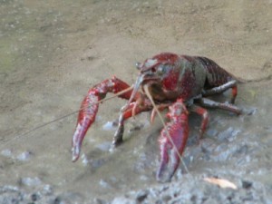 Red Crawfish