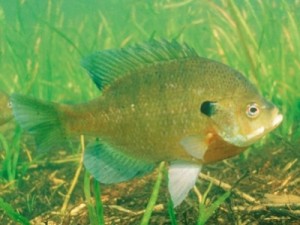 bluegill sunfish Lepomis macrochirus