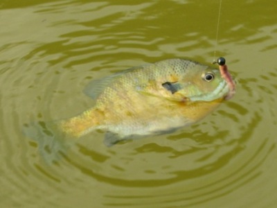 farm pond bream sunfish