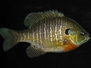 bluegill sunfish