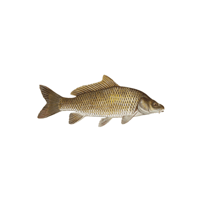 common carp fish
