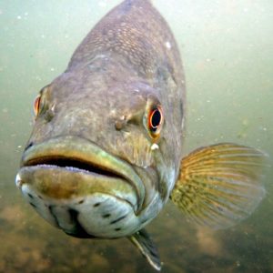 smallmouth bass