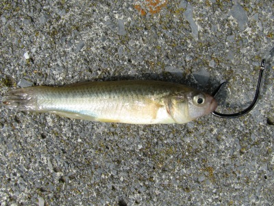 https://www.freshwater-fishing-news.com/wp-content/uploads/2010/10/minnow-circle-hook.jpg