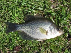 black crappie