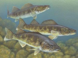 Walleye