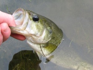 largemouth bass aka black bass