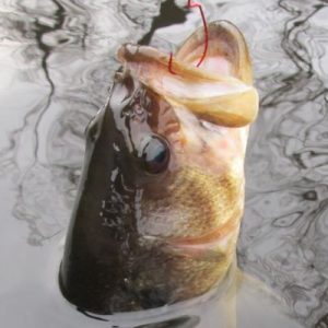 largemouth bass head