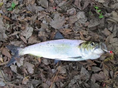 Hickory Shad – Freshwater Fishing News