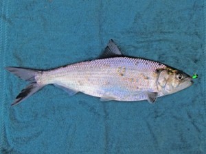 hickory shad