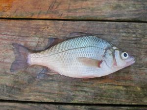 White Perch