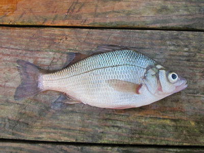 How To Catch White Perch – Spring Spawning Techniques – Freshwater Fishing  News