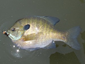 bluegill sunfish