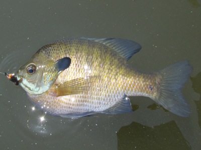 Beginner's Guide to Catching Bluegill Sunfish – Freshwater Fishing News