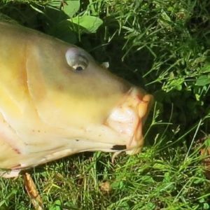 common carp mouth