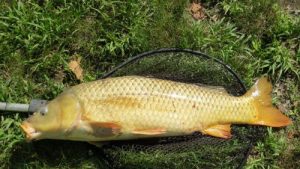 common carp