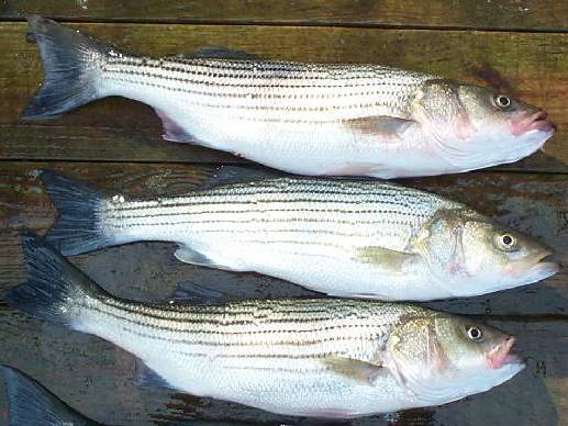 freshwater striped bass