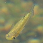 eastern mosquitofish