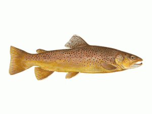 brown trout