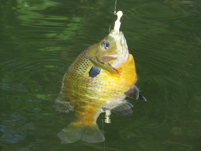 Summer Bluegills 