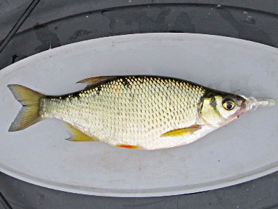 Golden Shiner – Freshwater Fishing News