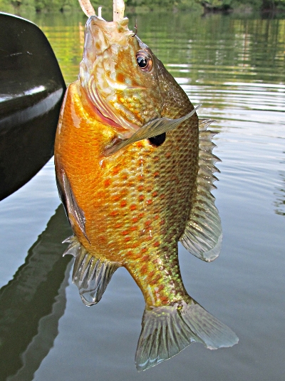 Hybrid Sunfish – Freshwater Fishing News