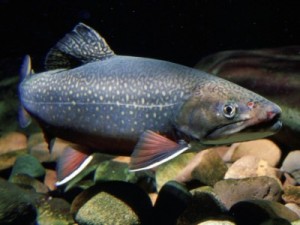 adult brook trout