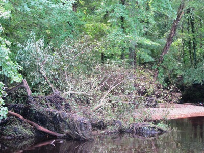 flood debris left along a creek