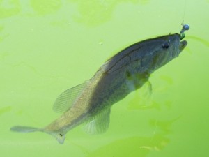 largemouth bass catch and release fishing