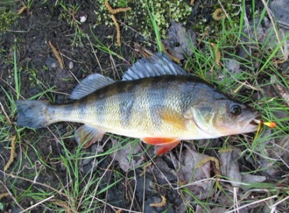 Perch Bait Rigs - Bait Fishing for Freshwater Perch in Small Rivers