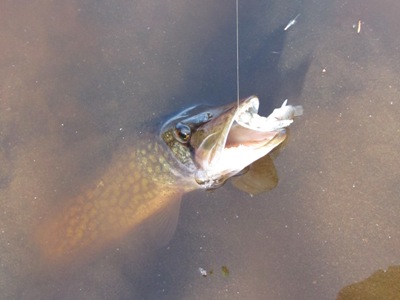 Chain Pickerel Fishing Techniques – Freshwater Fishing News