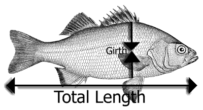 fish length-weight formula