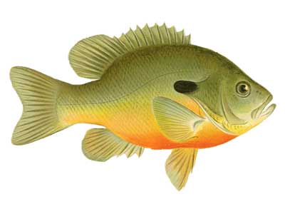 Longear Sunfish – Freshwater Fishing News