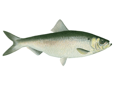 alewife alewife